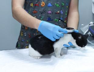 Pet owners to face fines as microchipping deadline approaches