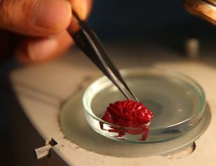 Indo-Pacific crab spotted for 1st time in Türkiye amid tropicalization effect