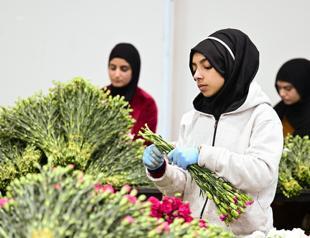 $12 million in flowers exported for New Year celebrations