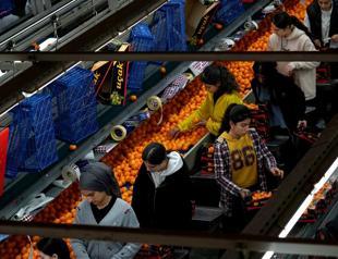 Türkiye sets all-time mandarin export record