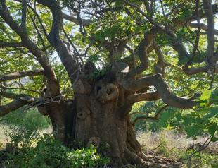 Türkiye protects 10,503 monumental trees and 319 caves nationwide