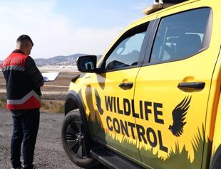 Istanbul airports deploy ornithologists to manage bird activity, boost flight safety