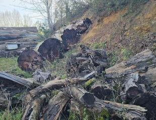 Ancient tree once set for firewood becomes museum exhibit