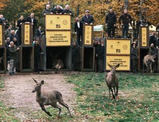 Endangered red deer bred in Istanbul as part of conservation drive