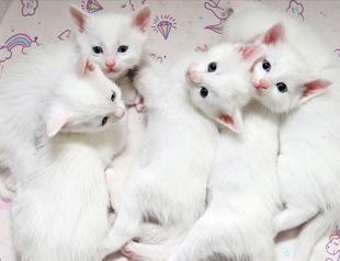 Protected Van cats give birth to 120 kittens this year