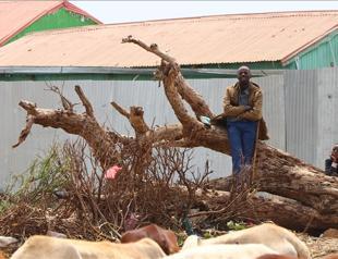 Somalia denounces Israeli recognition of Somaliland