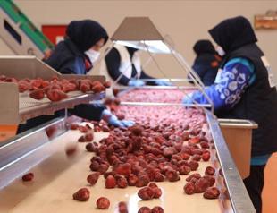 Frozen produce sector aims for $200 mln in exports in 2026
