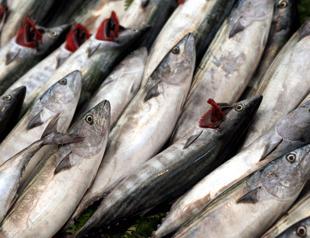 Türkiye hits all-time high in fisheries production