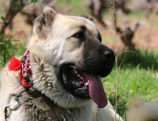 Study reveals Anatolian shepherd dogs sent from Erzurum to US