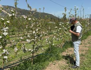 Researchers in Isparta breed cold-resistant apples to protect yields