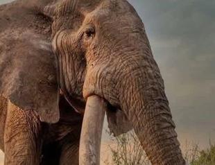 Kenya pays tribute to beloved super tusker elephant