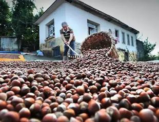 Hazelnut sales generate over $2.2 billion in 2025