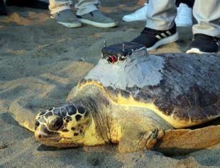 Loggerhead ‘Tuba’ once again in Aegean, Mediterranean waters