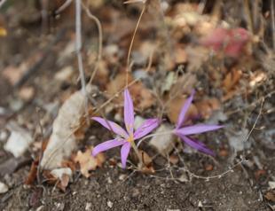 Ancient cities in Antalya showcase rare endemic plants to visitors