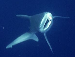 Industrial divers free shark entangled in fishing gear off Antalya