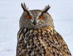 Türkiye released 11,000 rehabilitated wild animals back into nature in 2025