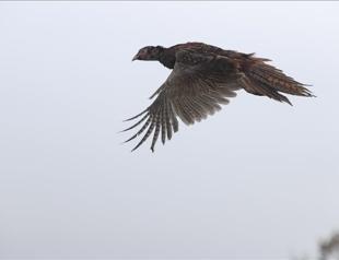 Türkiye released 11,000 rehabilitated wild animals back into nature in 2025