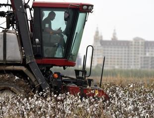 Weather disruptions weigh on cotton as hazelnuts benefit