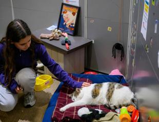 Istanbul’s enduring love affair with cats