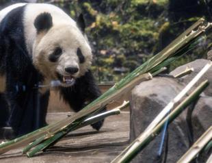The last 2 pandas in Japan leave for China as ties are strained