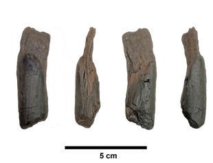 Scientists recover the oldest wooden tools from a site in Greece