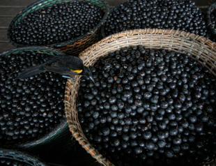 Brazil declares acai a national fruit to ward off biopiracy