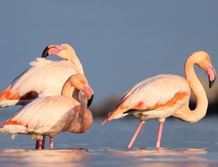 Flamingos draw attention after landing in Kastamonu stream