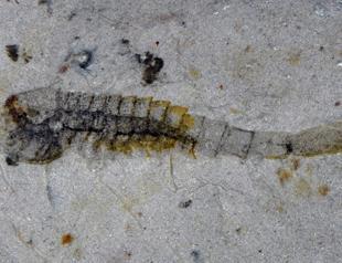 Extraordinary trove of ancient species found in China quarry