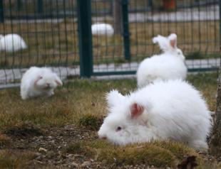 Ankara rabbit breed revived in its homeland