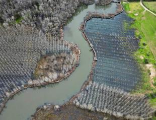 Acarlar Floodplain Forest shelters water-adapted species