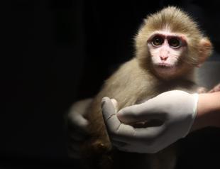 Baby monkey rescued in Antalya drug raid rehabilitated at wildlife park
