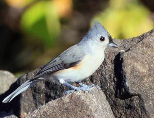 Noisy humans harm birds and affect breeding success