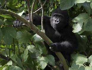 Türkiye thwarts massive wildlife smuggling attempts at border crossings