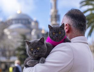 Istanbul’s ‘traveling cat’ now joined by his kitten