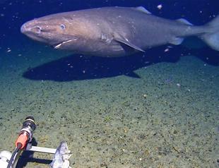 Shark filmed for first time in Antarctica’s near-freezing depths