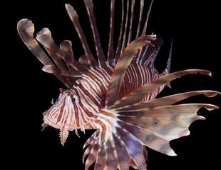 Türkiye to establish invasive alien species list, monitoring system