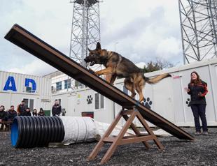 Istanbul trains household dogs for disaster search and rescue