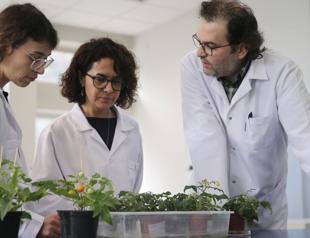 Turkish scientists grow tomatoes in simulated moon, Mars soil