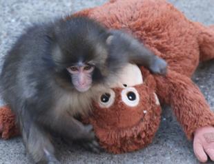 Rights group slams treatment of viral Japanese monkey