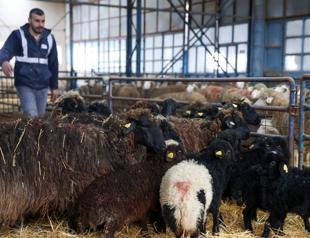 Endangered native sheep breed preserved at Konya research institute