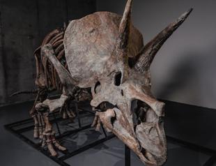 Triceratops skeleton heads to auction