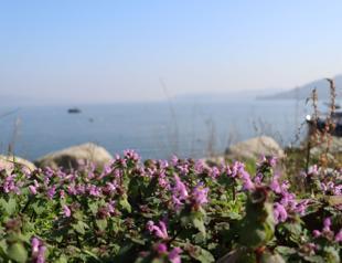 Ethnobotanical heritage around Lake Sapanca documented