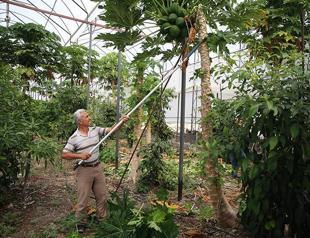 Alanya to train tropical fruit growers on sustainable practices