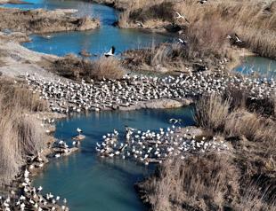 Storks and pelicans stop in Mersin as spring arrives