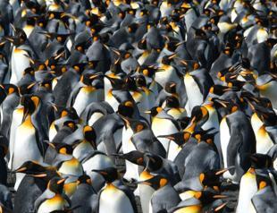 King penguins temporarily benefit from warming world
