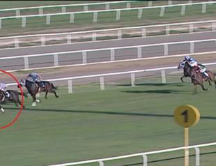 Owner fined after racehorse meat served at Turkish soup kitchen