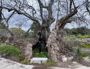 Hiker discovers massive plane tree believed to be 2,000 years old