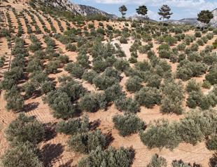 Türkiye maps climate adaptation strategy for olives as drought pressures mount