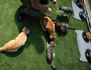 Turkish parliament turns cat-friendly sanctuary