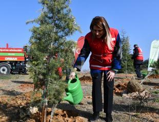 Türkiye targets 600 million saplings in nationwide afforestation drive